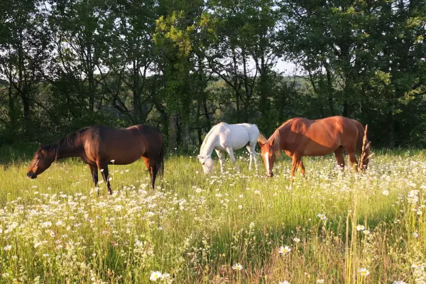 Le rôle des chevaux au Havre Sacré