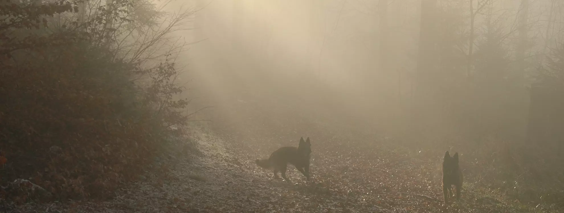 Retour &agrave; l&rsquo;Essence-Ciel.
